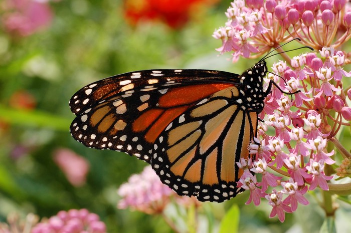 Monarch butterfly on pink flowers