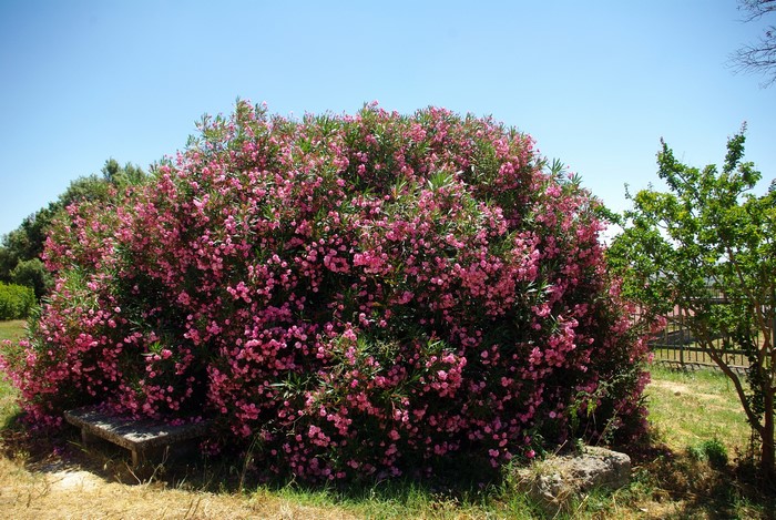 Large pink oleander bush with a stone bench