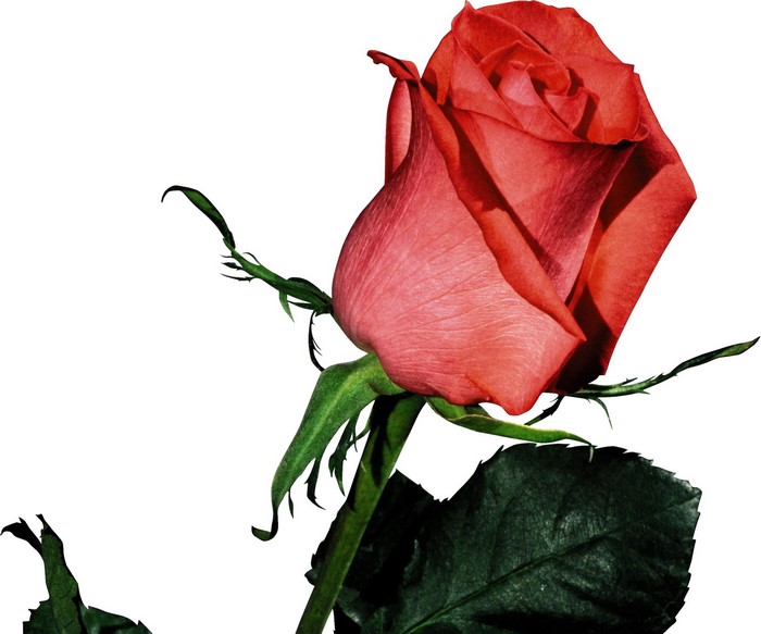 Red rose with green stem and leaves