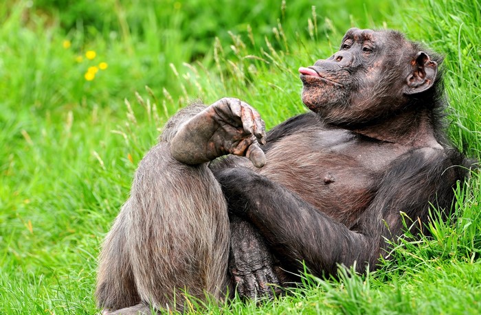 Chimpanzee lying in green grass with tongue out