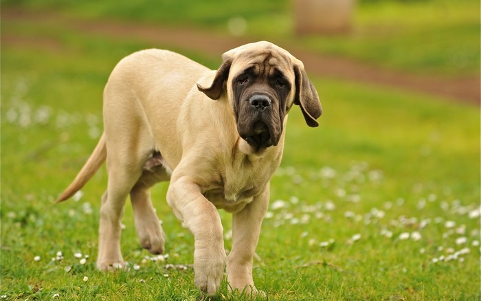 Young Dogue de Bordeaux Walking on Grass