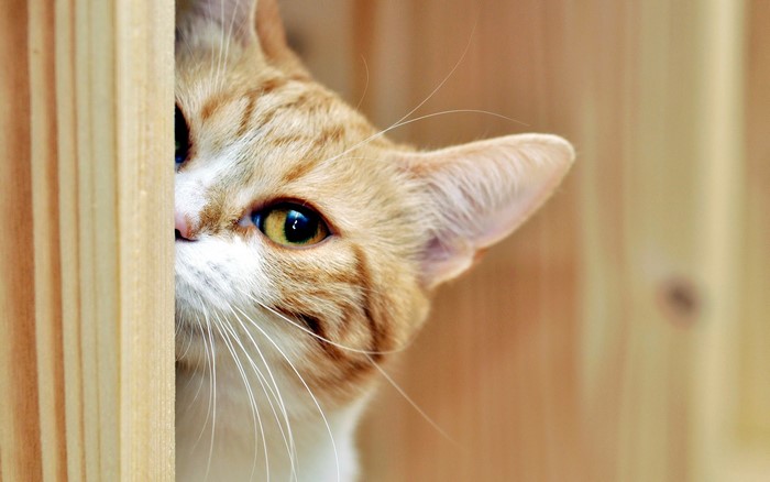 Orange tabby cat peeking from behind wooden planks