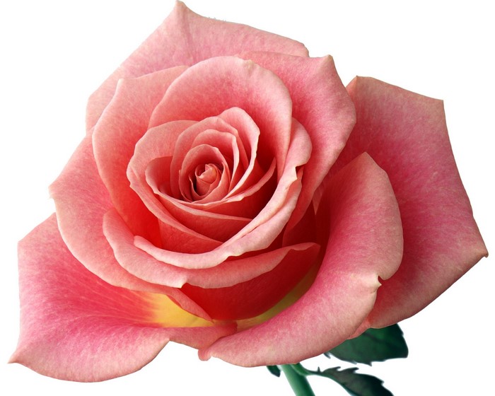 Pink rose with yellow accents