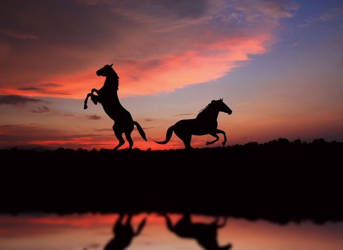 Horses silhouetted against a sunset sky