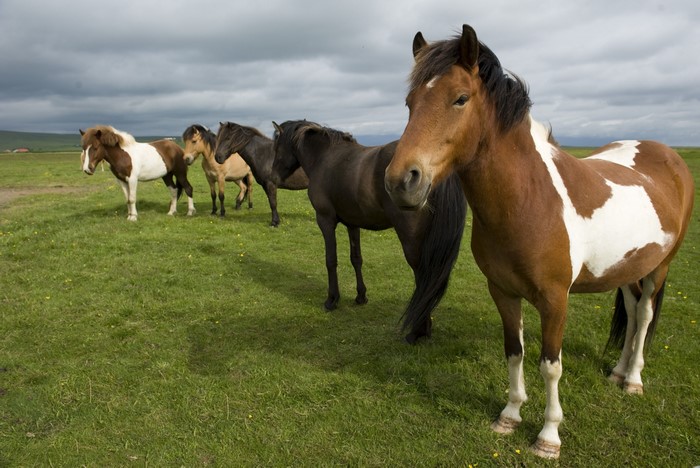 Horses in a grassy field