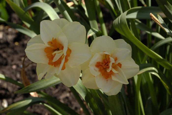 Two Cream and Orange Daffodils
