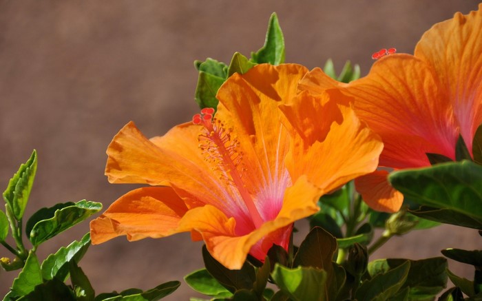 Orange Hibiscus flowers with green leaves