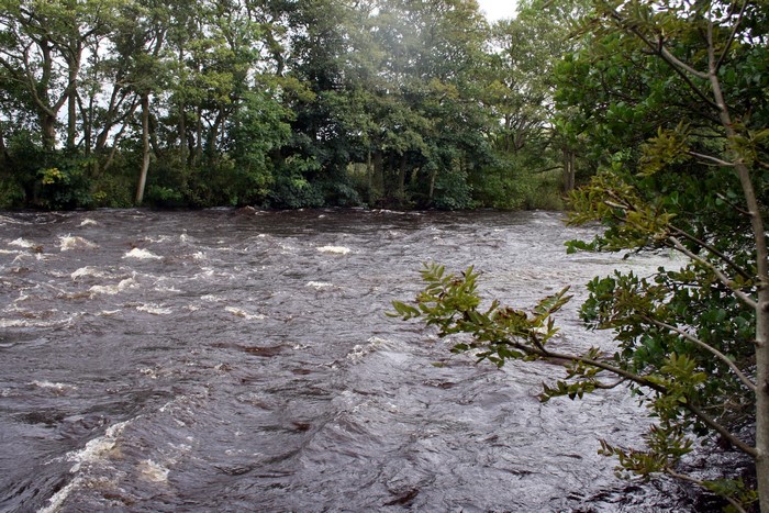 River flowing through trees