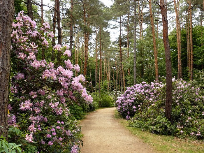 Path through a park with blooming rhododendrons and pine trees