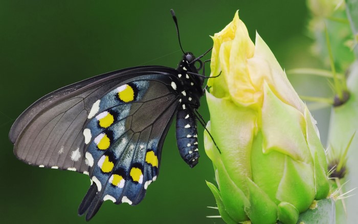 Black butterfly with yellow spots on a cactus flower