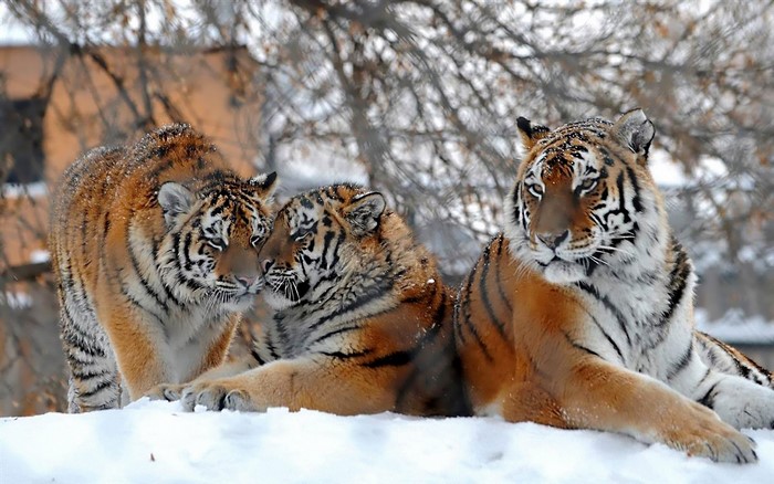 Three tigers in the snow