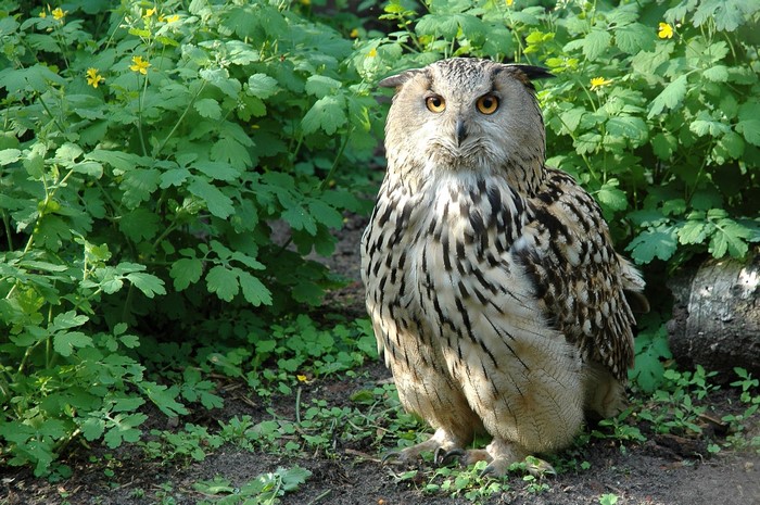 Eurasian Eagle-Owl perched among green plants