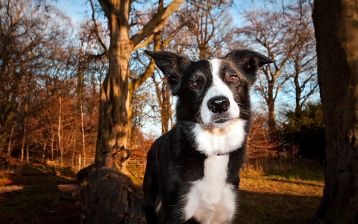 Border Collie dog in a forest