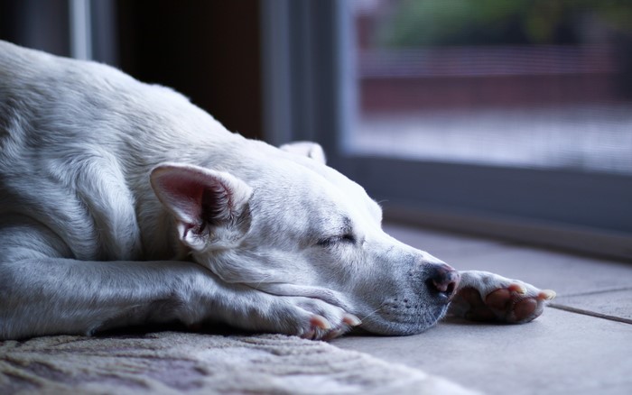 White dog sleeping by the window