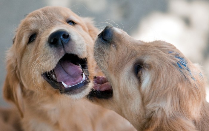 Two Golden Retriever puppies playing