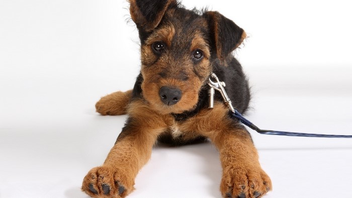 Airedale Terrier puppy on a leash
