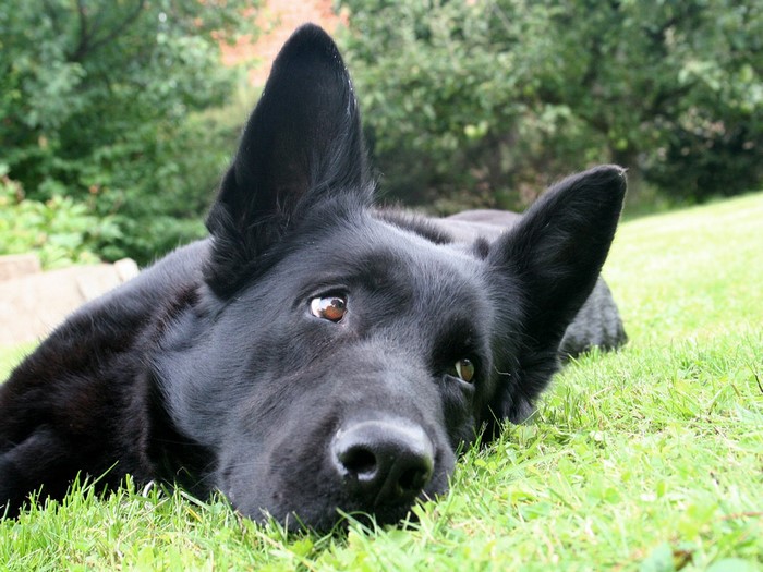 Black German Shepherd lying on grass