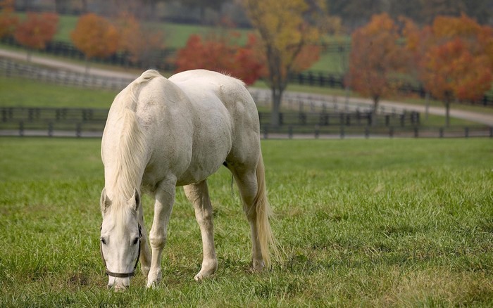 White horse grazing in a field during autumn