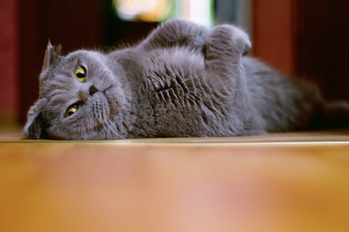 4K Gray Cat Lying Down