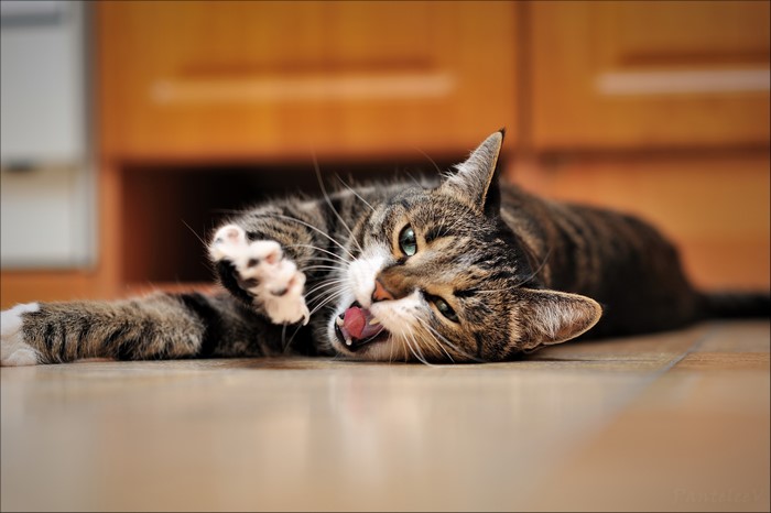 Tabby cat lying on its side with mouth open