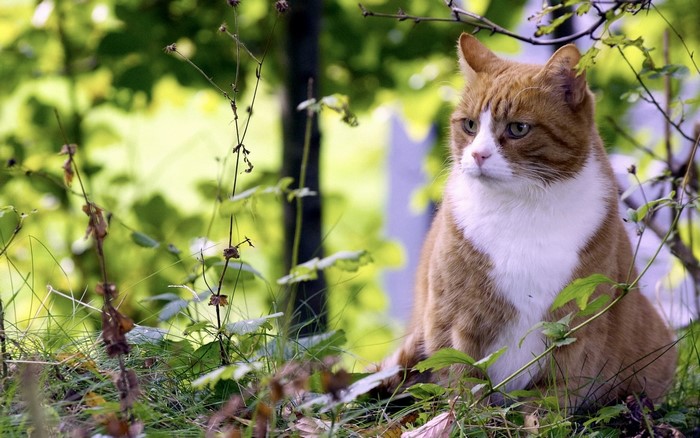 Orange and white cat sitting in grass