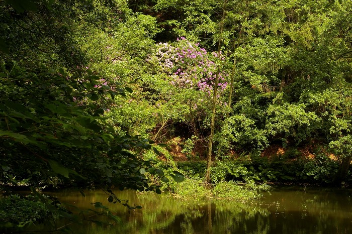 Lake and flowering bushes in a German forest