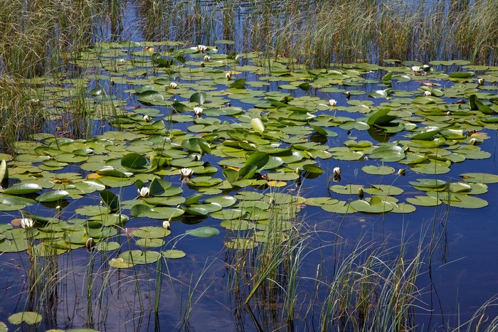 Lily pads and reeds in a lake