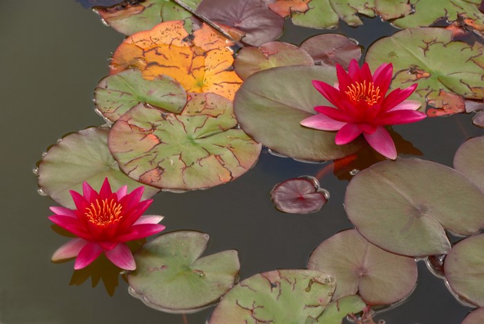 Two pink water lilies on a pond with lily pads