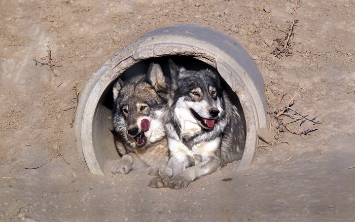 Two wolves in a concrete pipe
