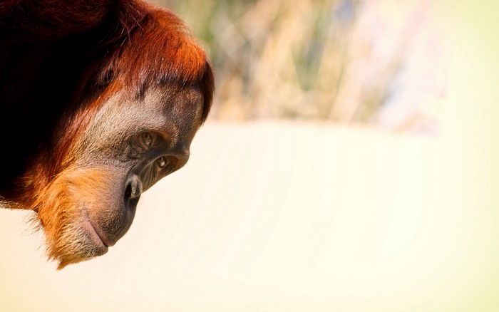 Close-up of an orangutan's face