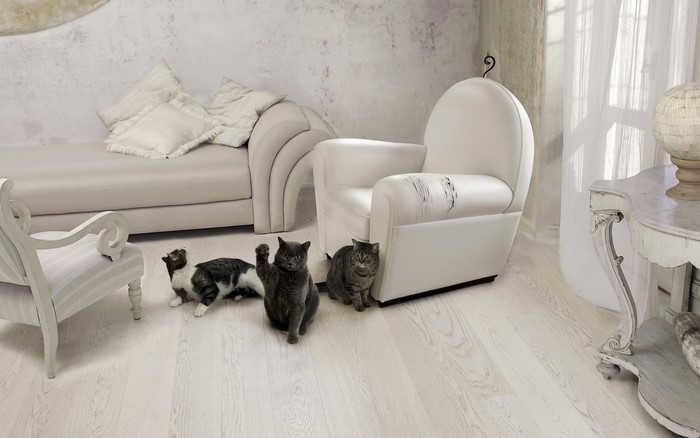 Four cats in a living room