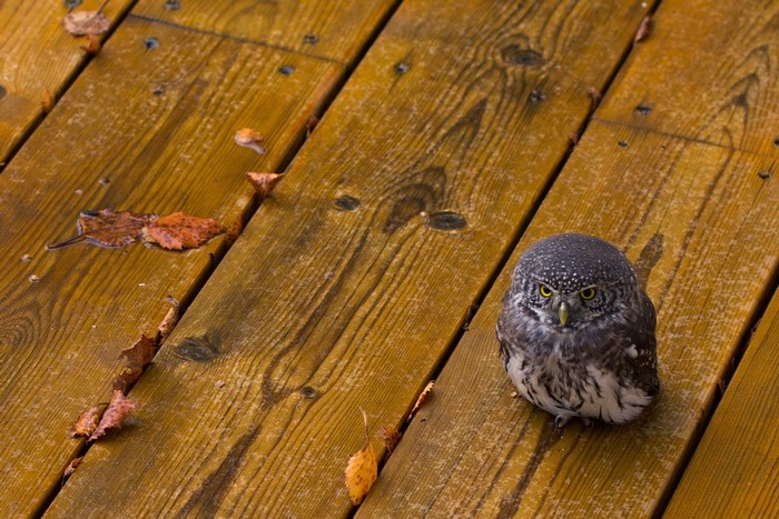 Small owl sitting on a wooden deck with fallen leaves