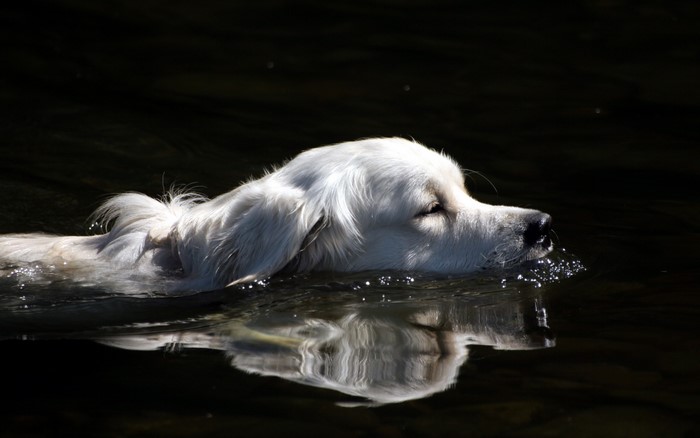 Golden Retriever swimming in dark water