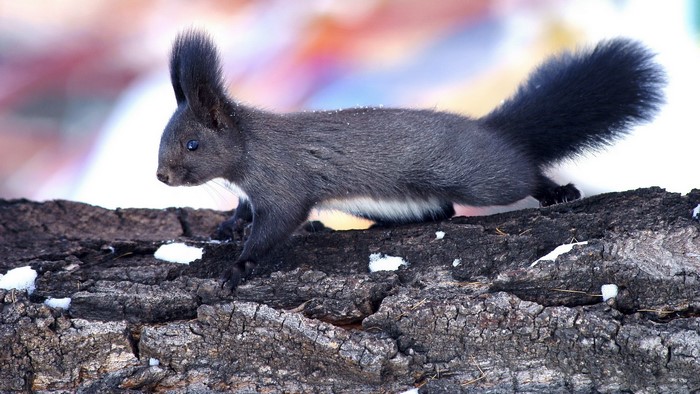 Black squirrel with tufted ears on a log
