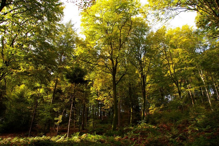 Sunlight filtering through a dense forest canopy