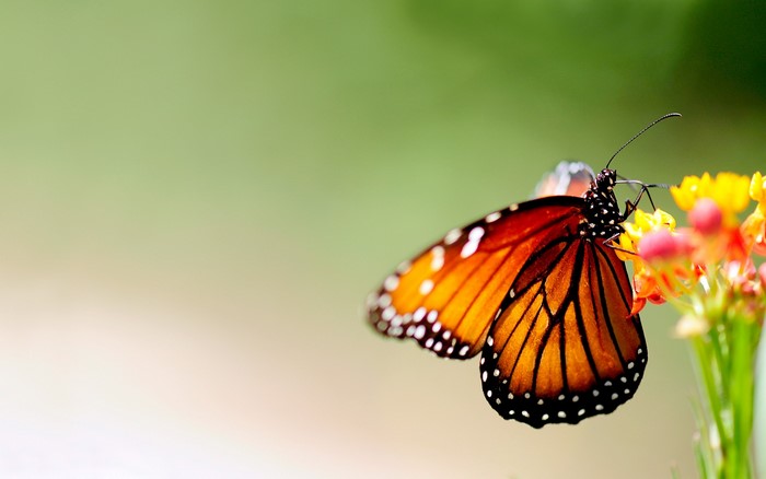 Monarch butterfly on a flower