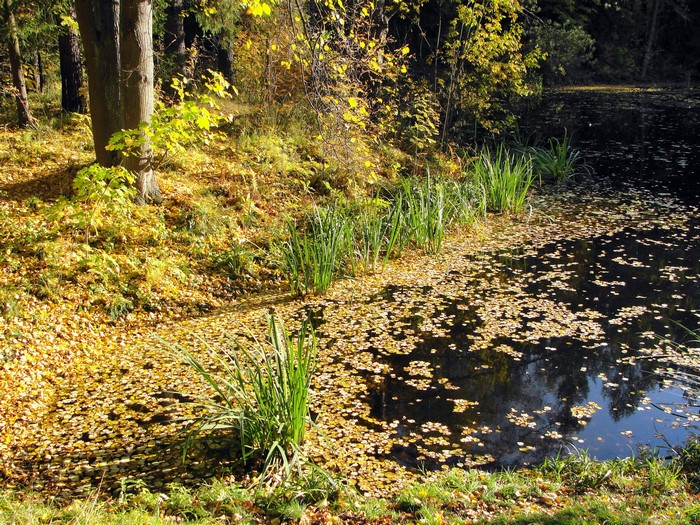 Autumn park with a pond covered in leaves
