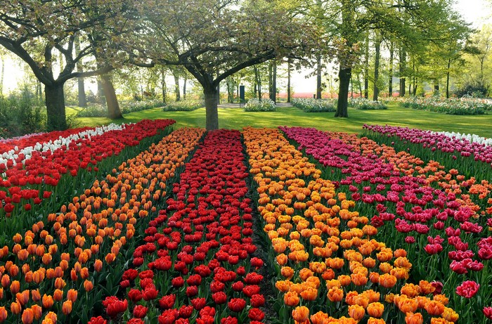 Rows of colorful tulips in a park
