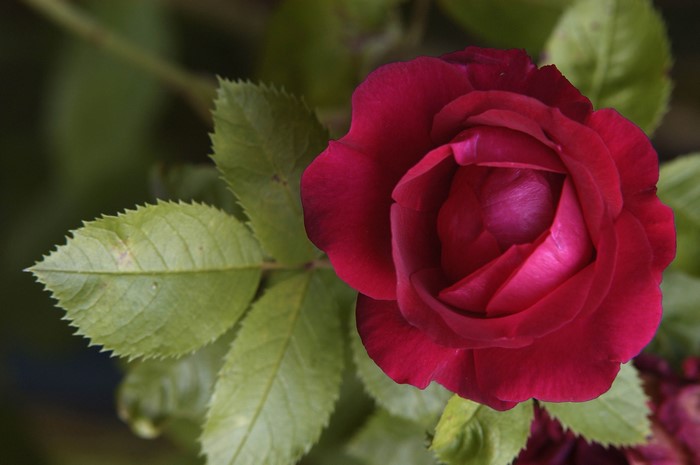 Red Rose with Green Leaves