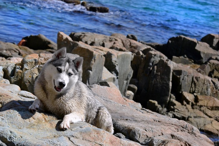 Husky dog on rocks by the sea