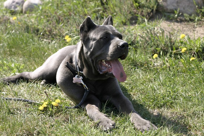 Cane Corso dog lying on grass