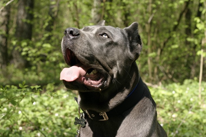 Cane Corso Dog in Natural Forest Setting
