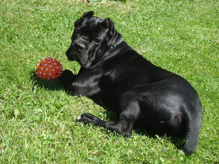 Black Cane Corso dog with orange ball on grass