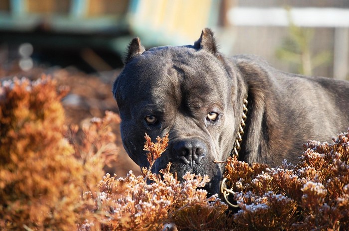 Cane Corso dog with gold chain collar