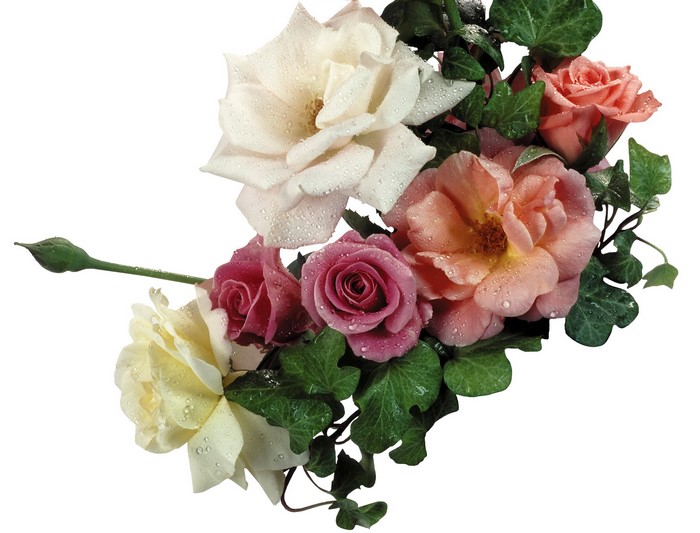 Bouquet of Roses with Ivy and Water Droplets