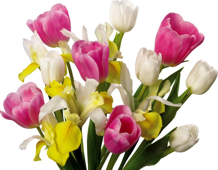 Bouquet of pink, white, and yellow tulips and irises