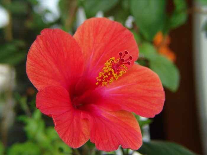 Red Hibiscus flower with yellow stamen