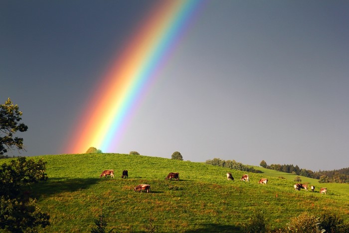 Rainbow over a green pasture with cows