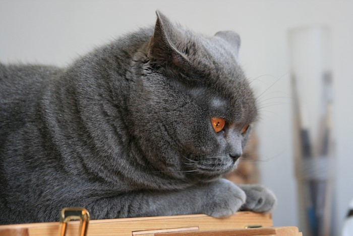 British Shorthair cat with orange eyes