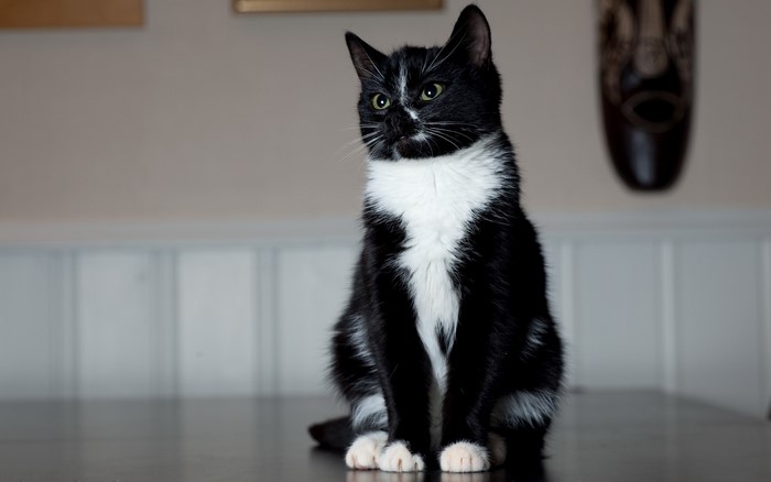 Black and white cat sitting on a table